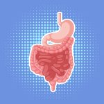 human internal organ with intestine